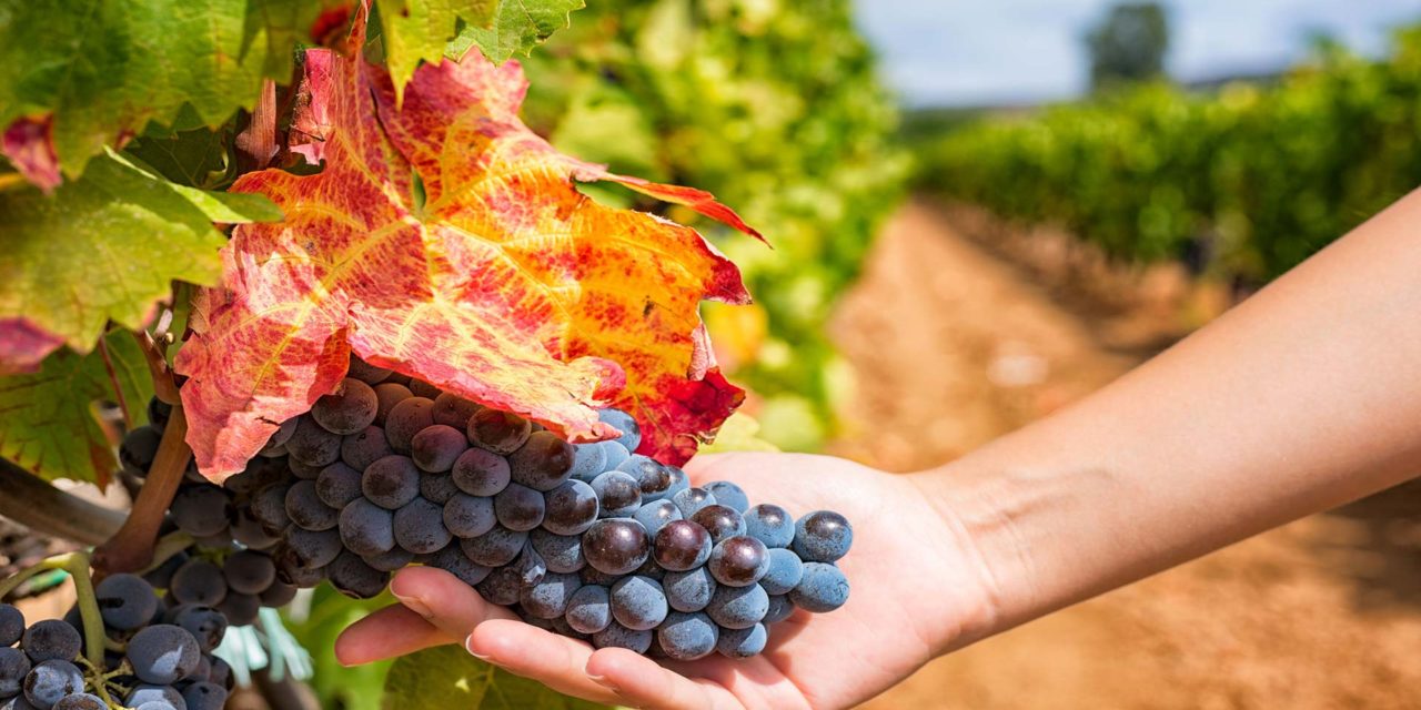 ASOEX prevé una disminución de 19,3% en los envíos de uvas de mesa en relación a primera estimación de la industria
