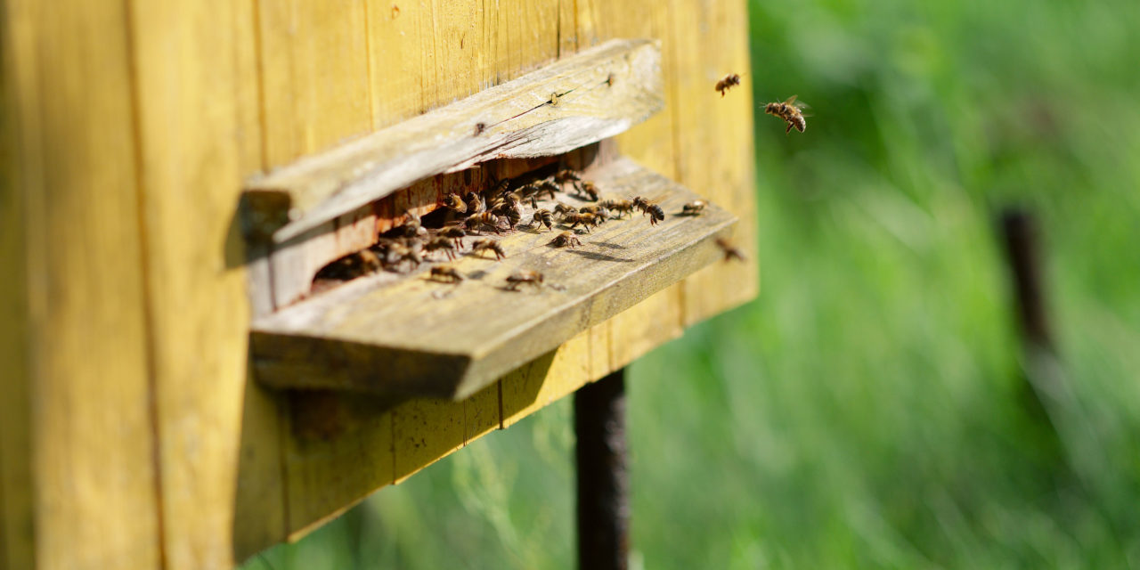 Cooperativa de apicultores se prepara para ser la primera agrupación orgánica en Chile en su rubro