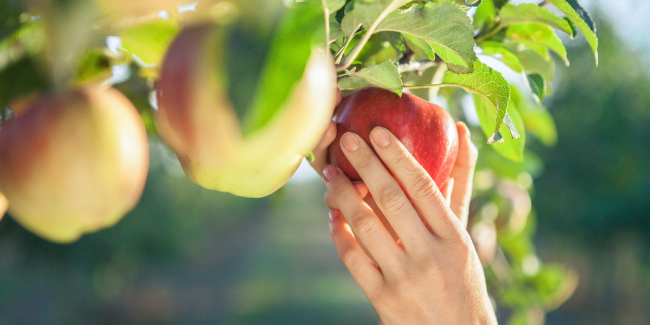 INIA entrega recomendaciones para evitar mayores pérdidas en la industria frutícola nacional