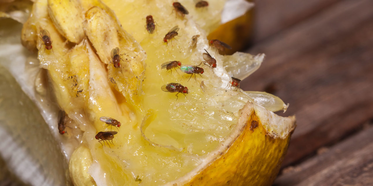 Mosca de la fruta: SAG desarrolla Técnica del Insecto Estéril (TIE) en la región Metropolitana