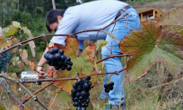 Agricultor de Contulmo innova con proyecto vitivinícola y realiza primera cosecha