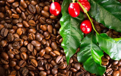 Se espera un aumento en la producción de café en Perú
