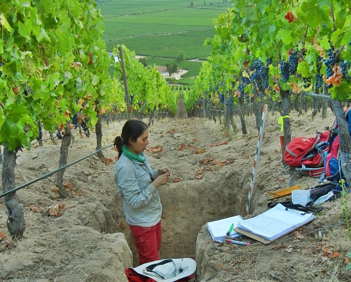Demuestran la mineralidad de los vinos: una investigación universitaria identifica qué nutrientes minerales de la roca y suelo pasan a la uva del vino